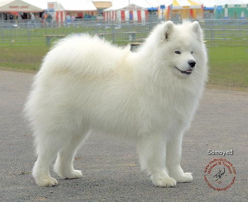 Samoyed 8w19d-18.jpg